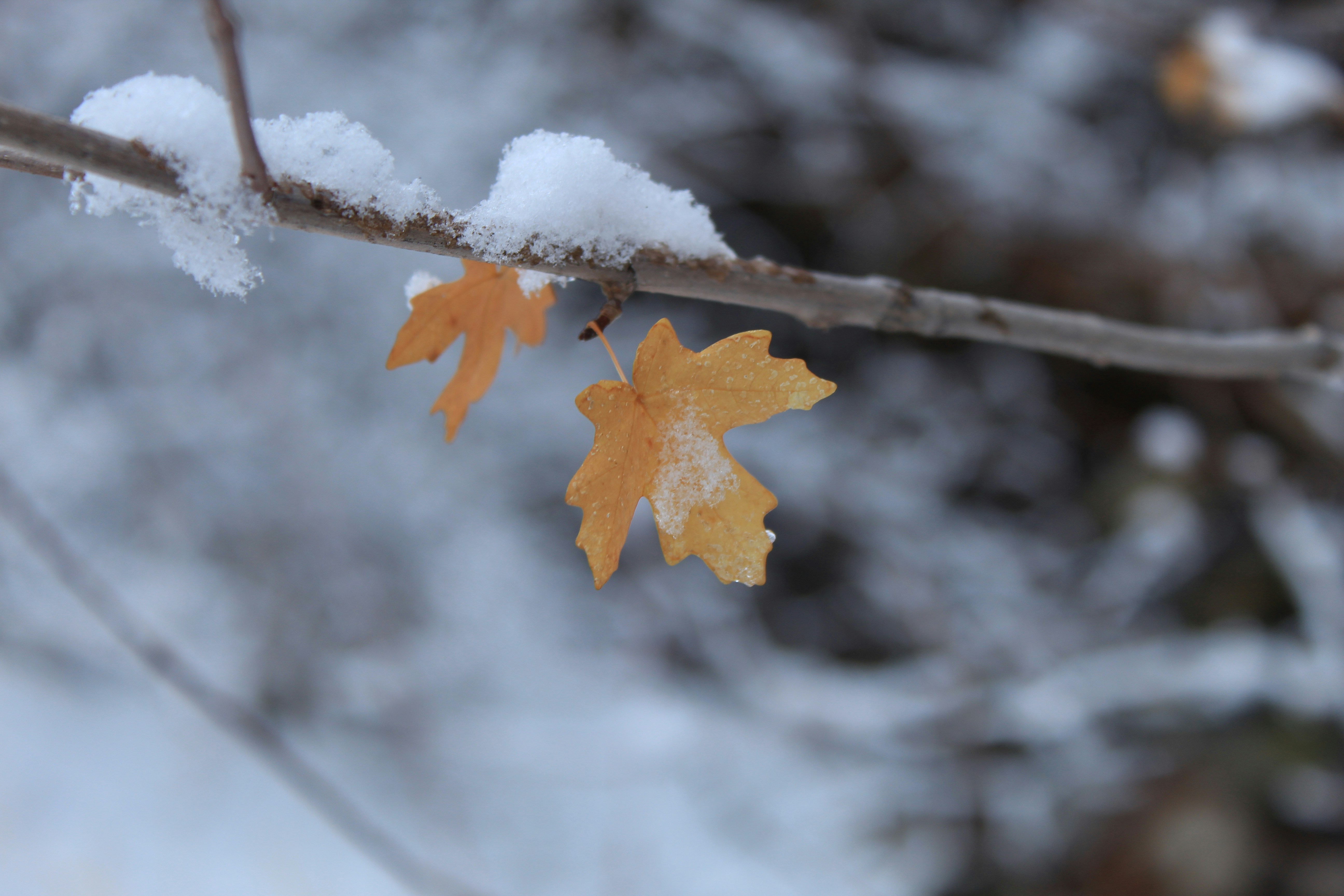 Photo by djburkephotography