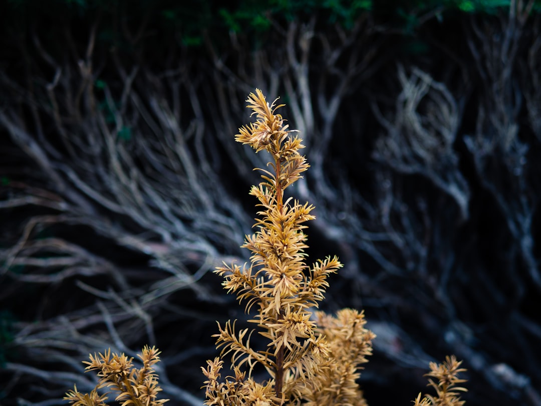 brown and green plant in close up photography