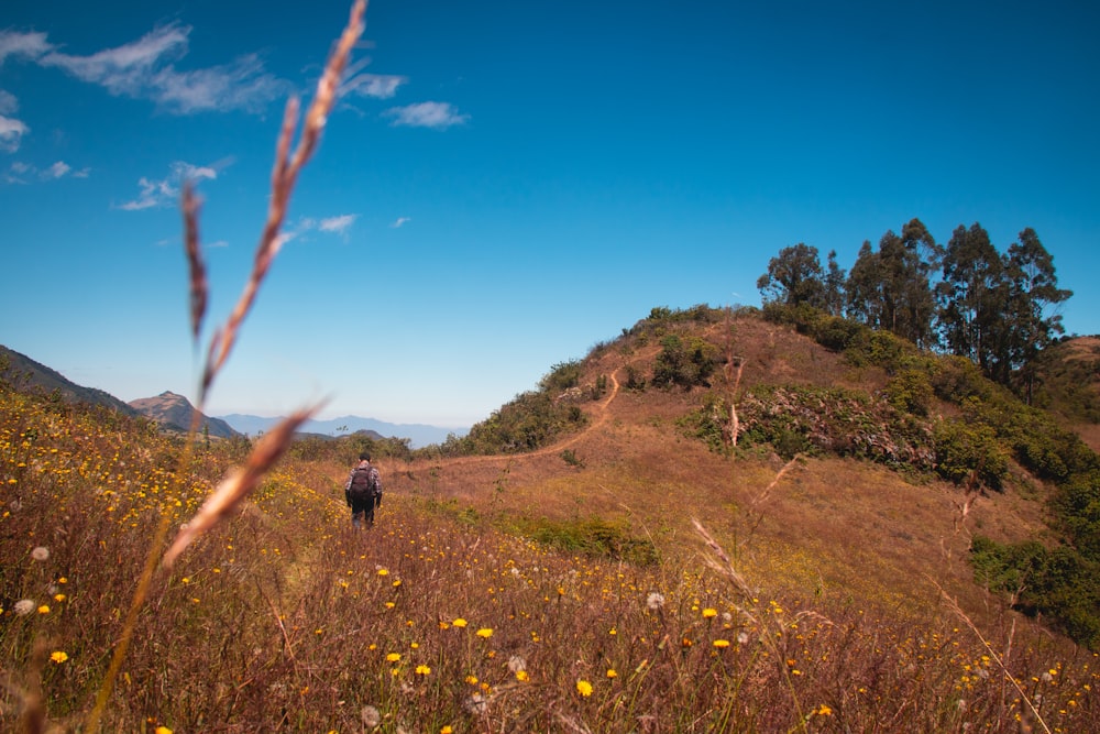 yellow flower field during daytime