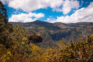 A scenic view of a mountain landscape with cacao plants in the foreground under a bright sky.