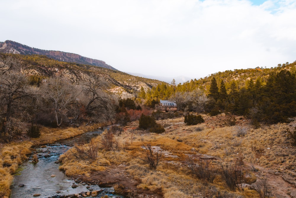 brown and green trees beside river under white sky during daytime