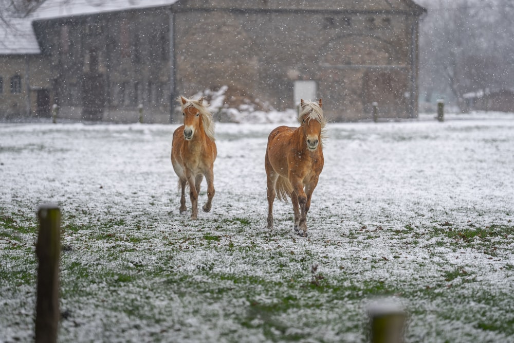 brown horse on gray field during daytime