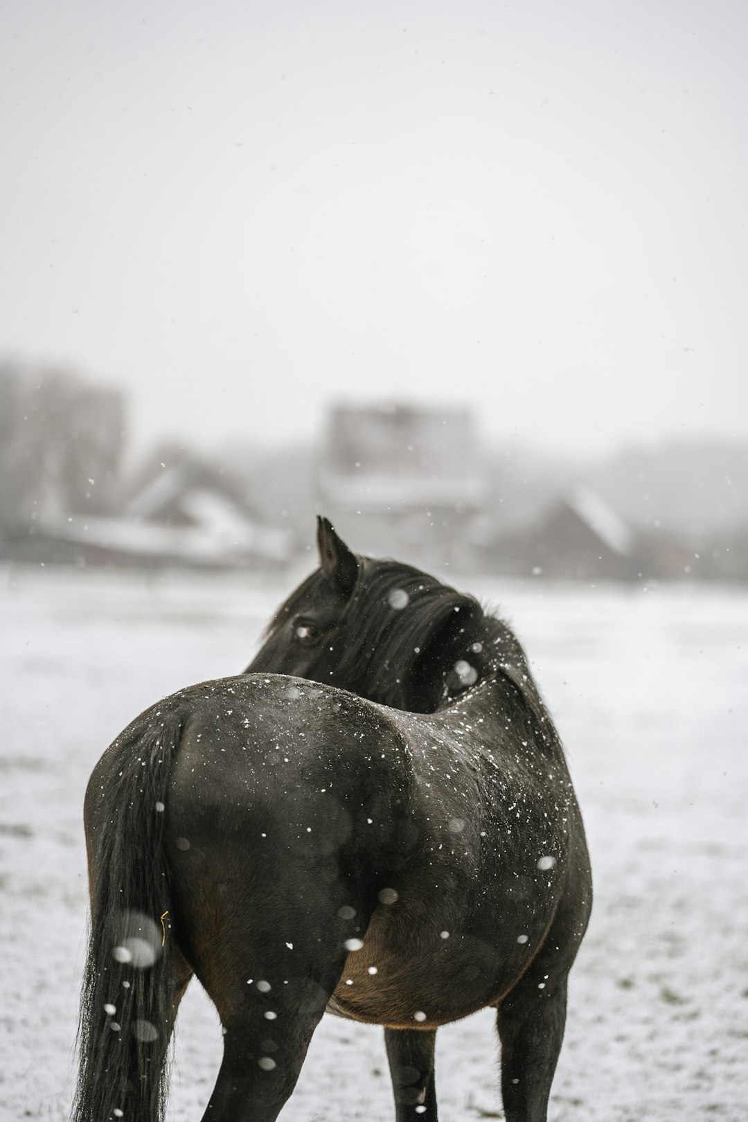 black horse on snow covered ground during daytime
