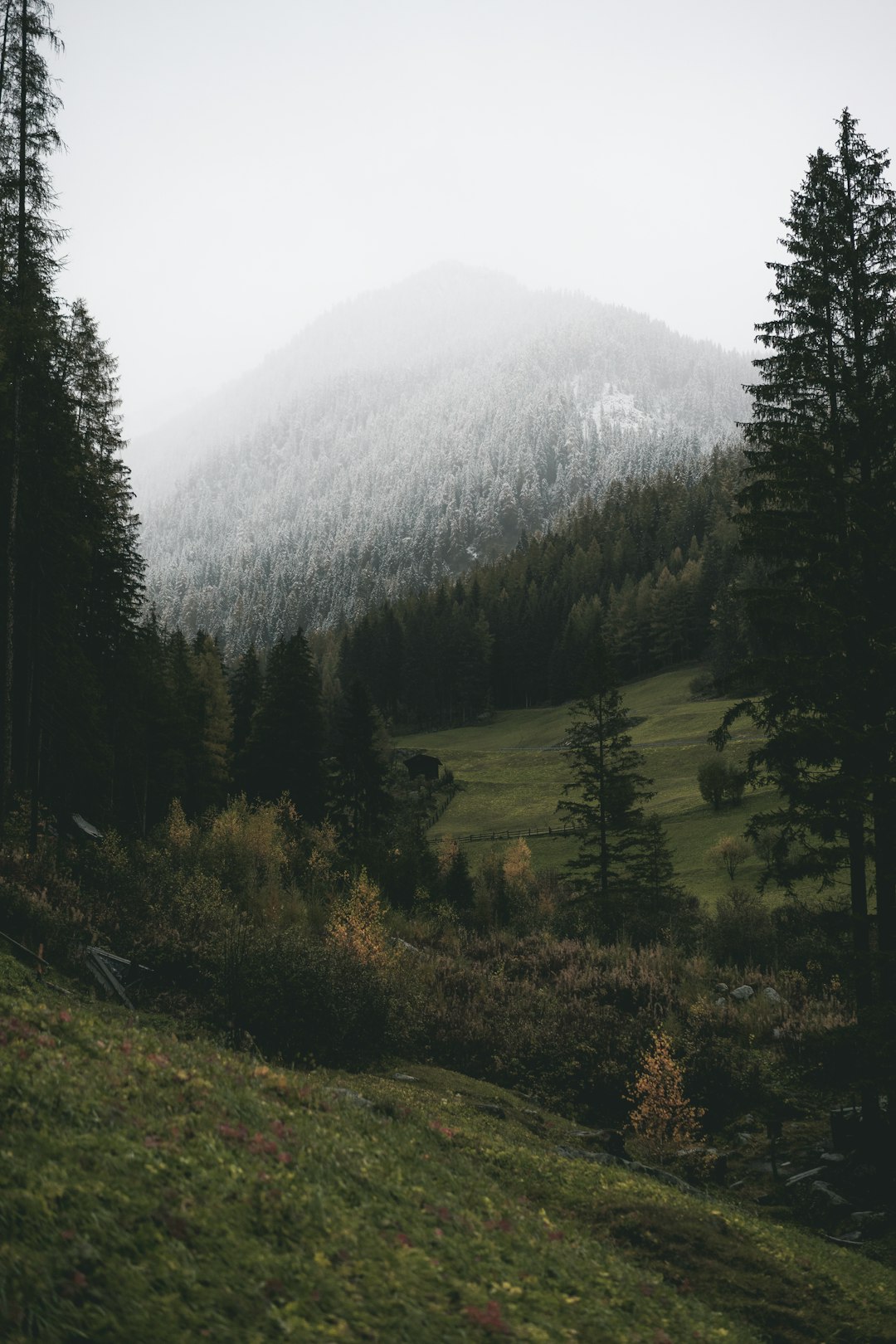 green trees on green grass field during daytime