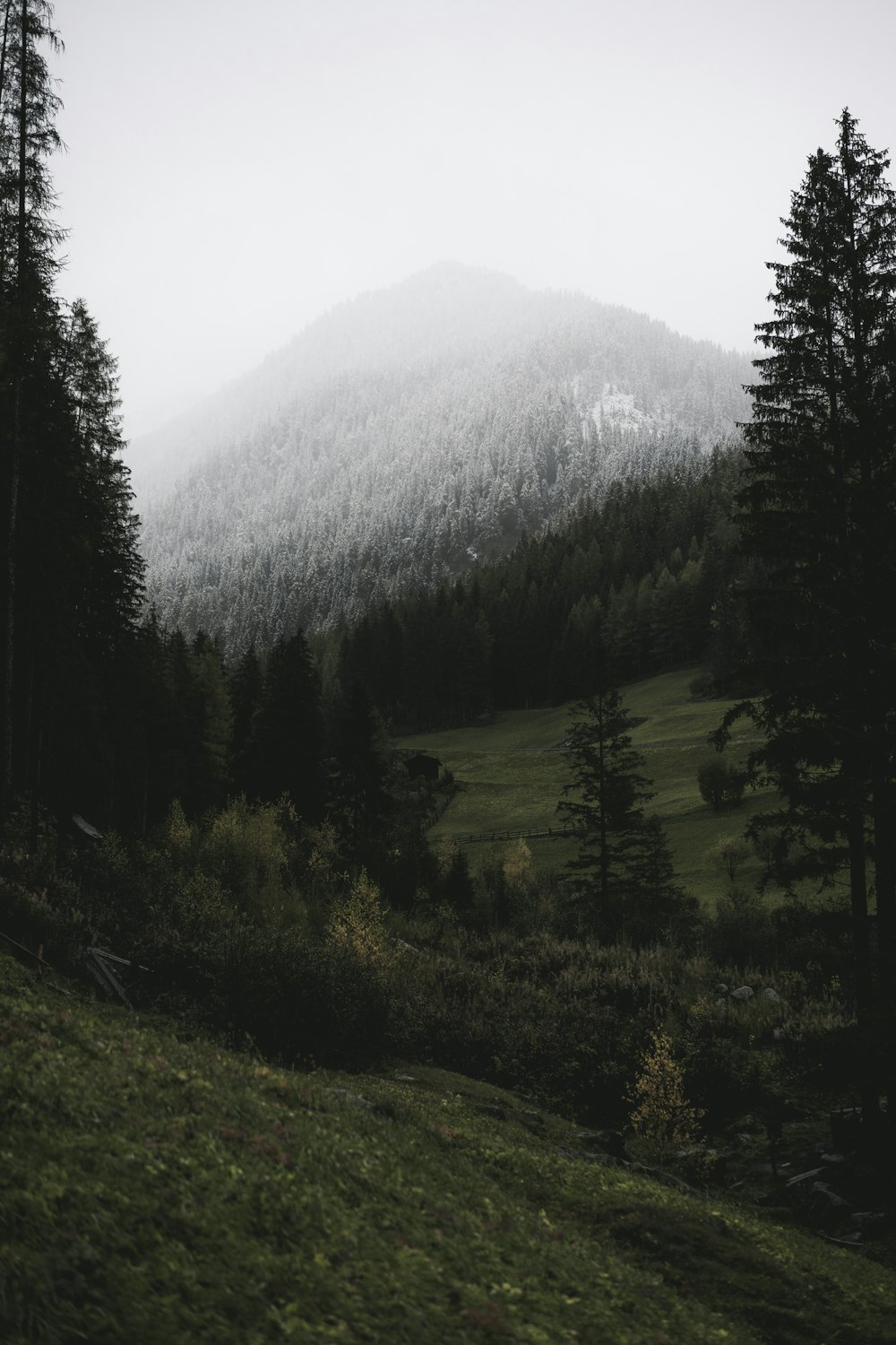 green trees on green grass field during daytime