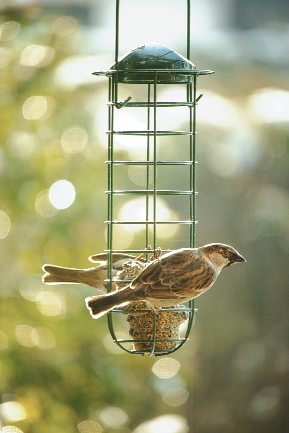 brown bird on brown tree branch during daytime