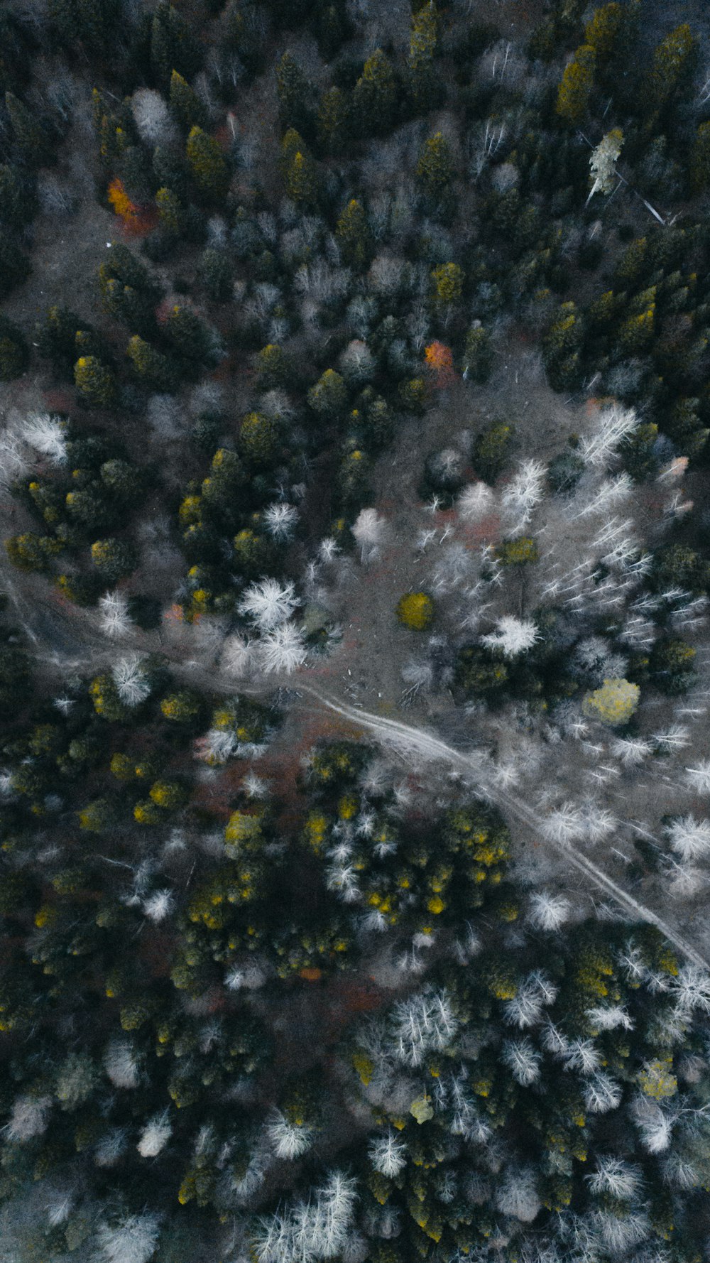 birds eye view of snow covered trees