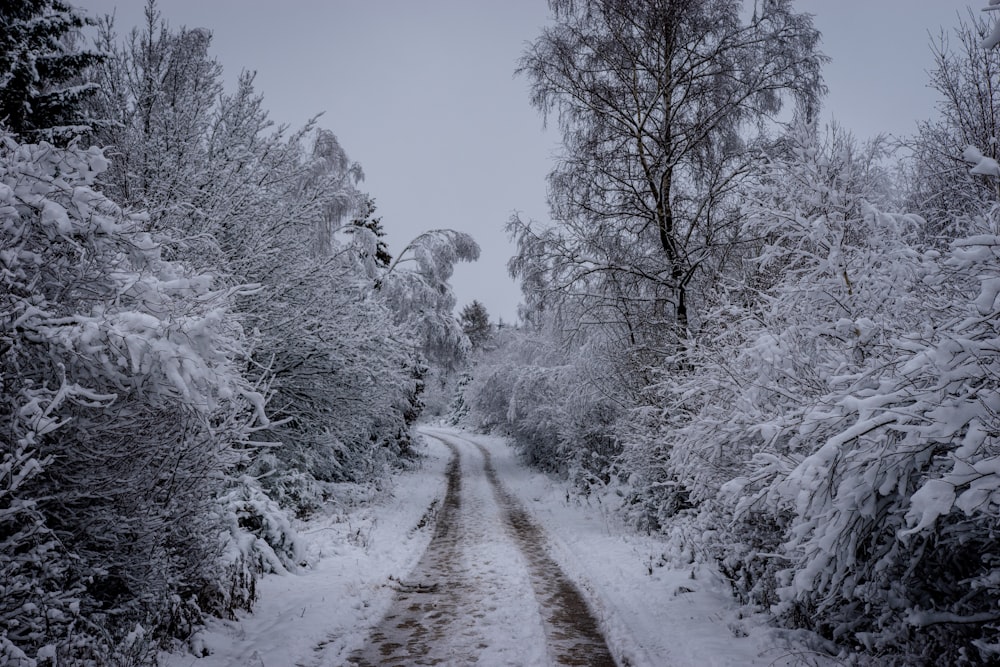 snow covered trees during daytime