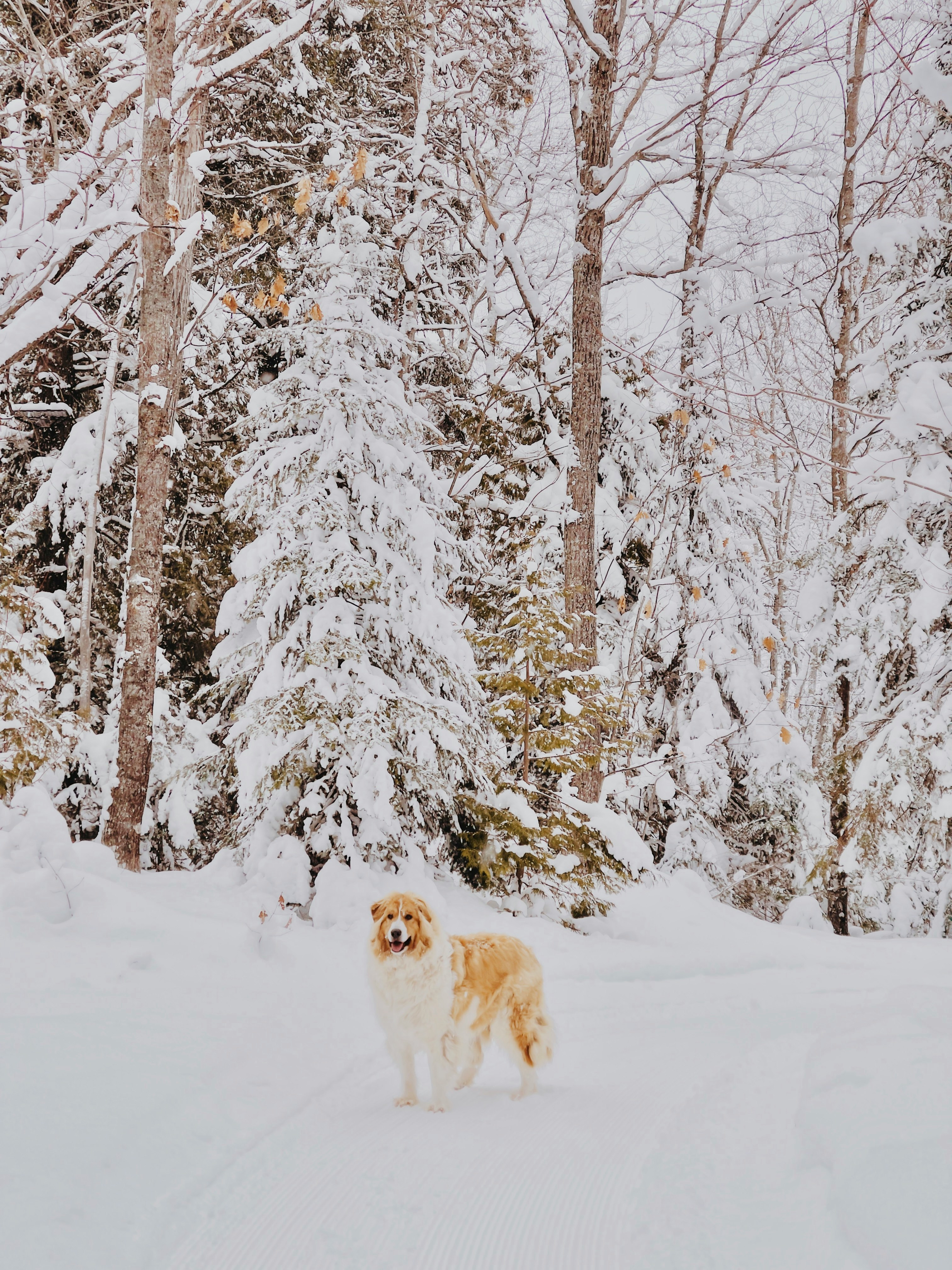 white and brown long coated dog on snow covered ground