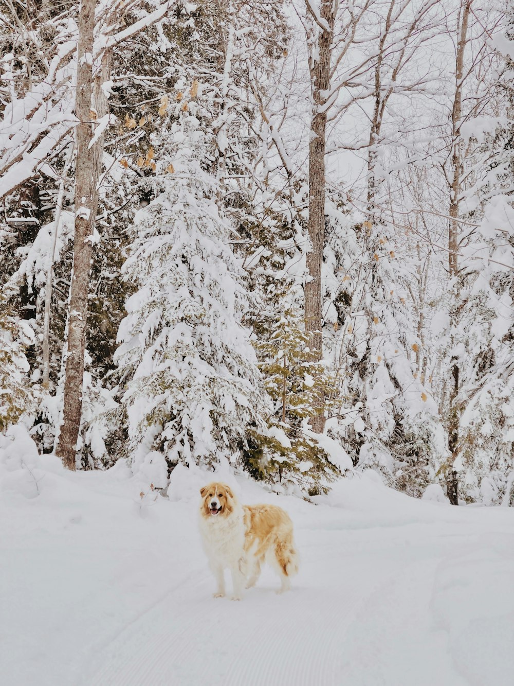 white and brown long coated dog on snow covered ground