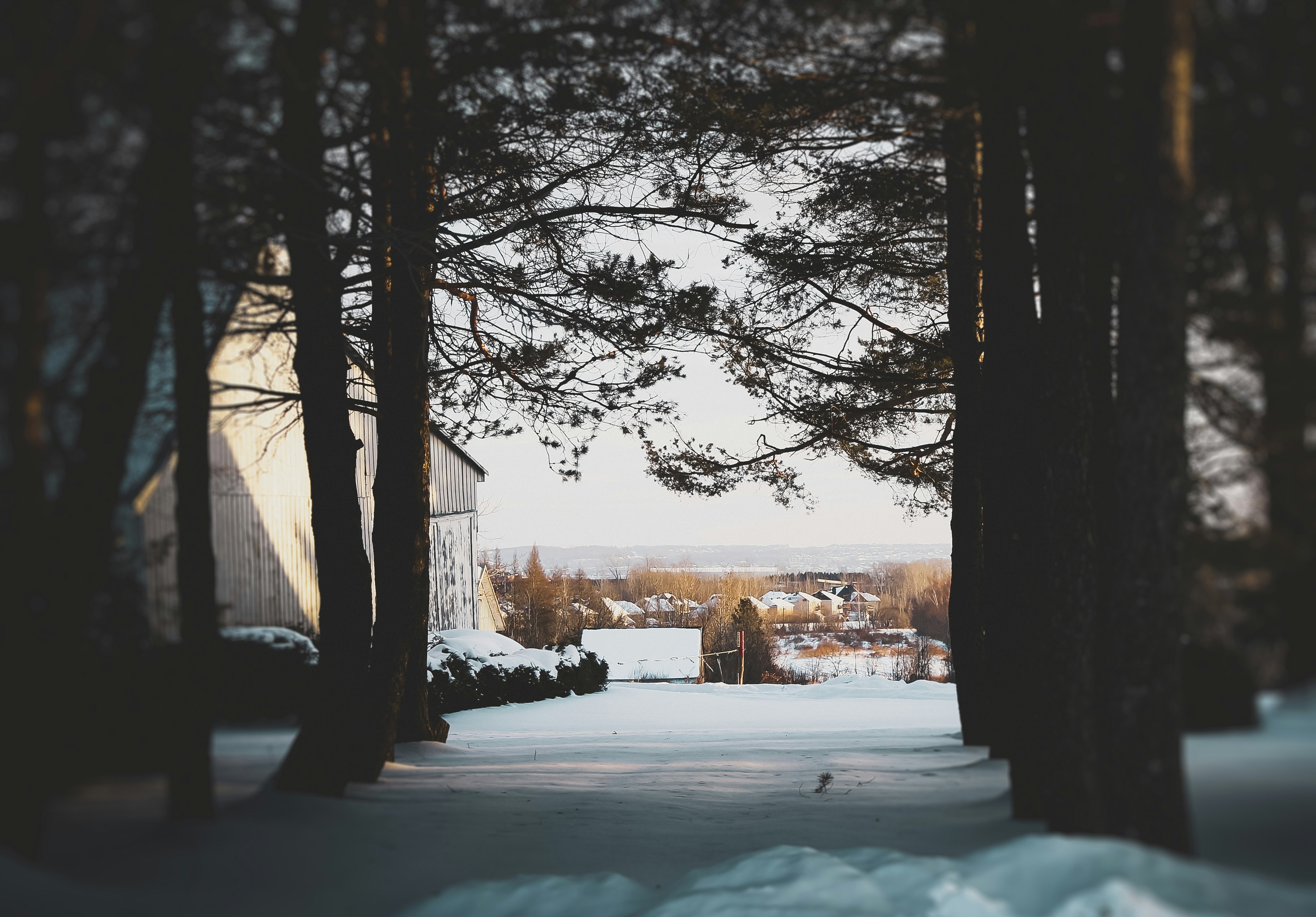 snow covered field with trees during daytime