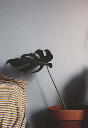 Sunlit corner featuring a rare variegated monstera leaf beside a vintage brass watering can.