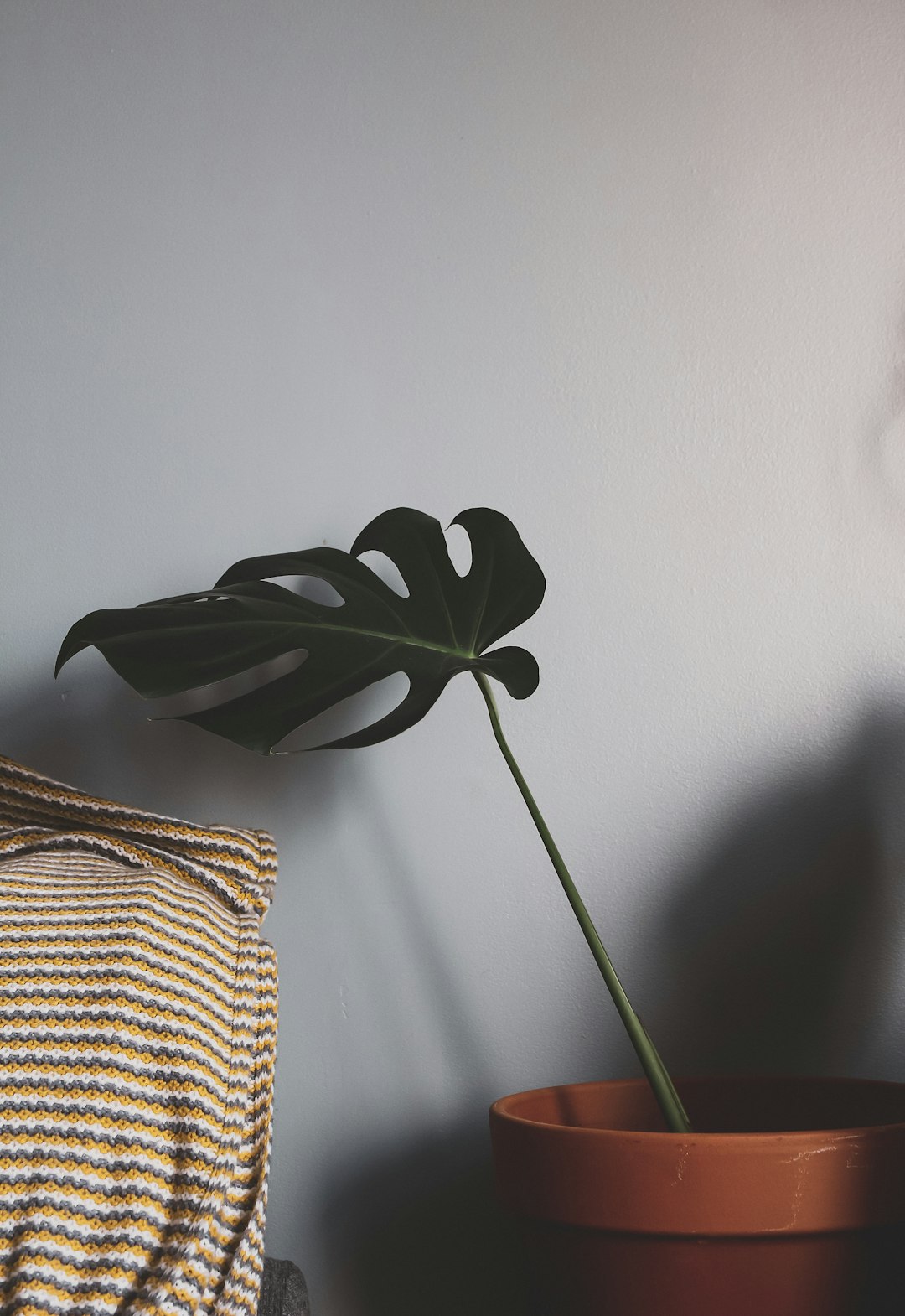 green plant in brown wicker basket