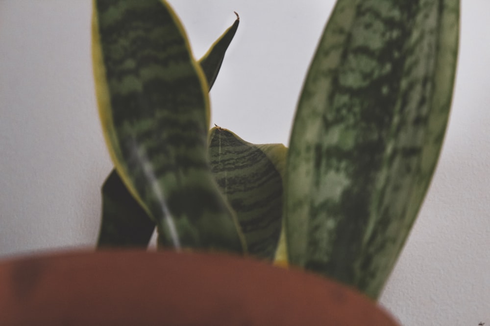 plante de serpent vert et jaune
