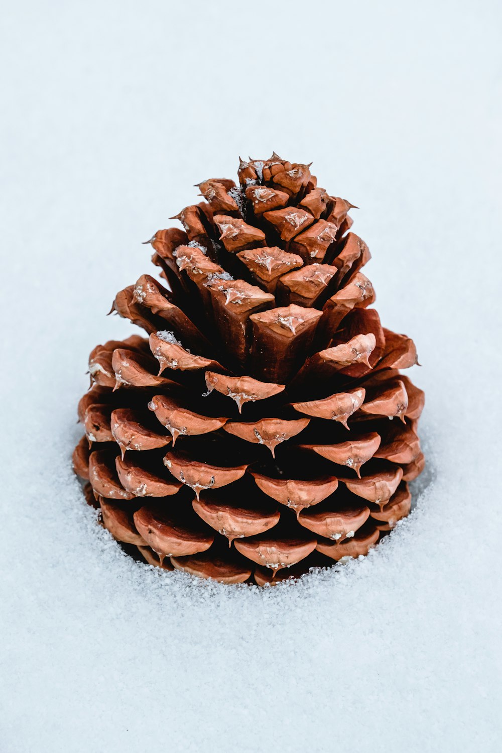 brown pine cone on white surface