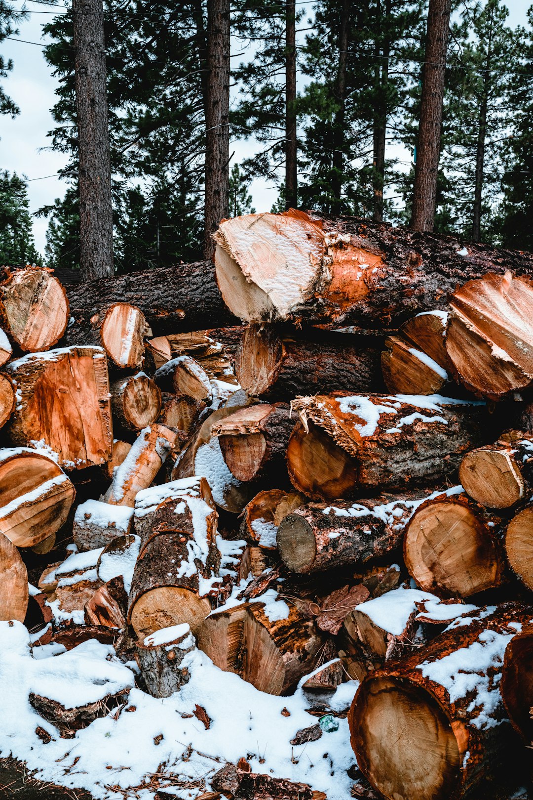 brown wood logs on green grass field during daytime