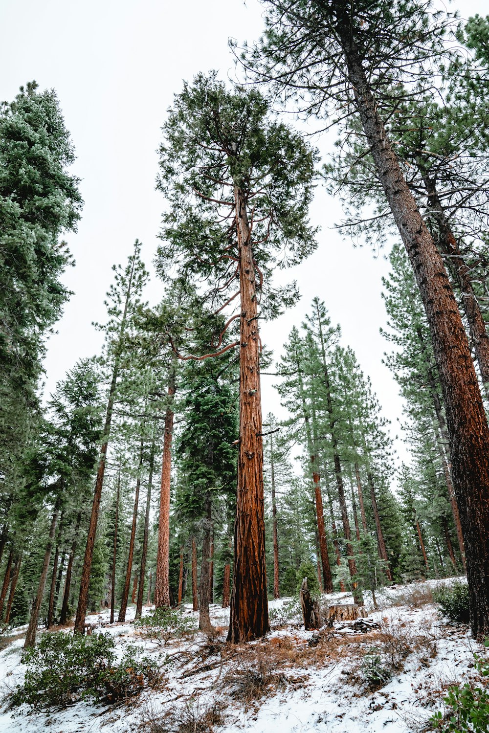 green and brown trees during daytime