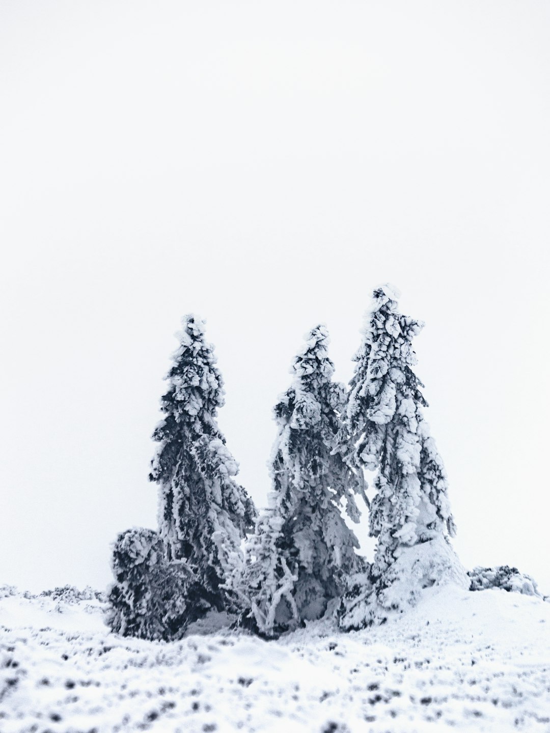 black and white tree covered with snow