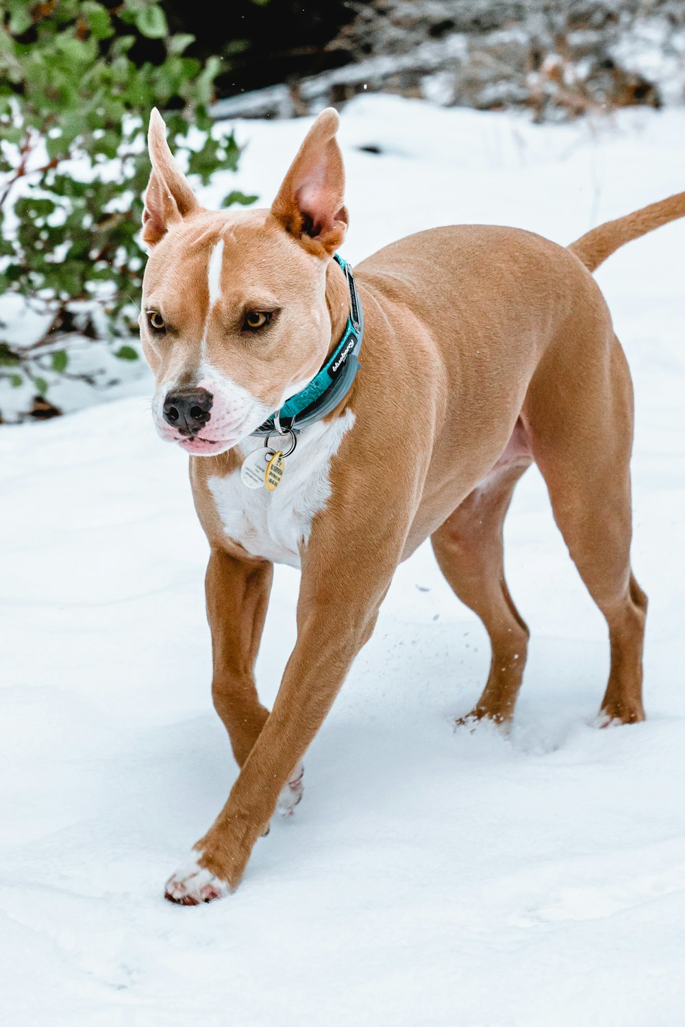 brown and white short coated dog on snow covered ground during daytime