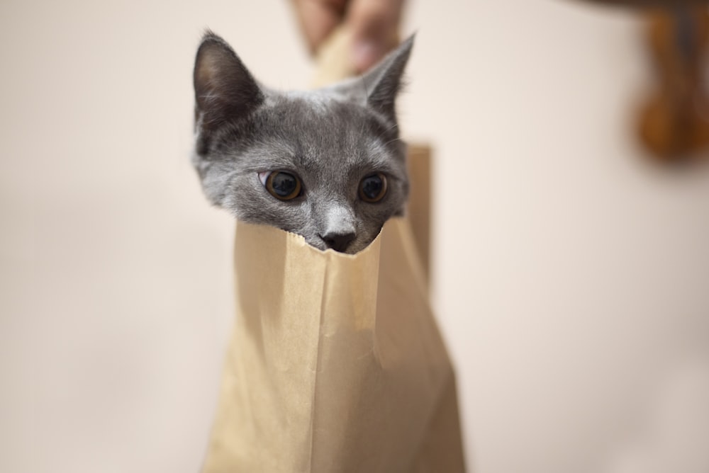 gatto grigio su tessuto marrone