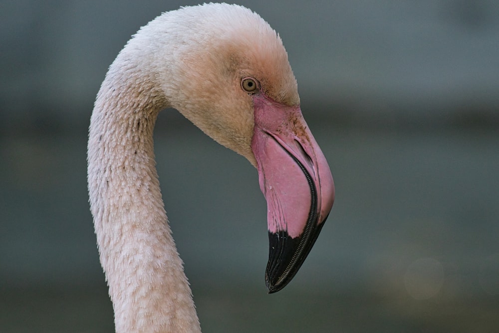 pink flamingo in close up photography