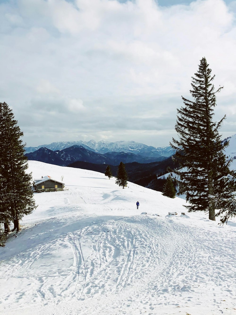 green pine trees on snow covered ground during daytime