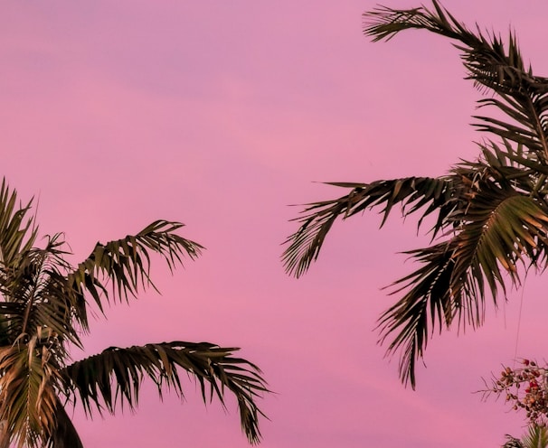 green palm tree under pink sky during miami daytime