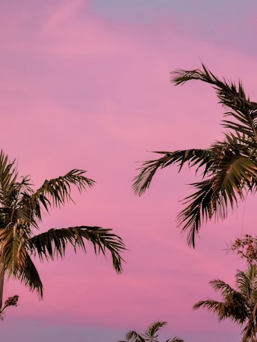 green palm tree under pink sky during miami daytime