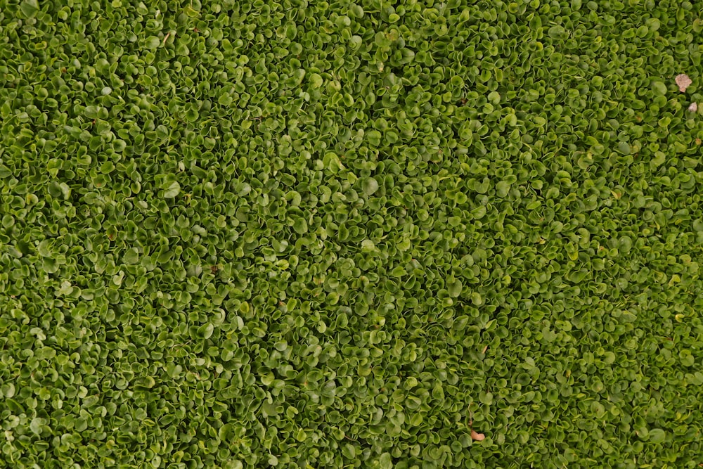 green grass field during daytime