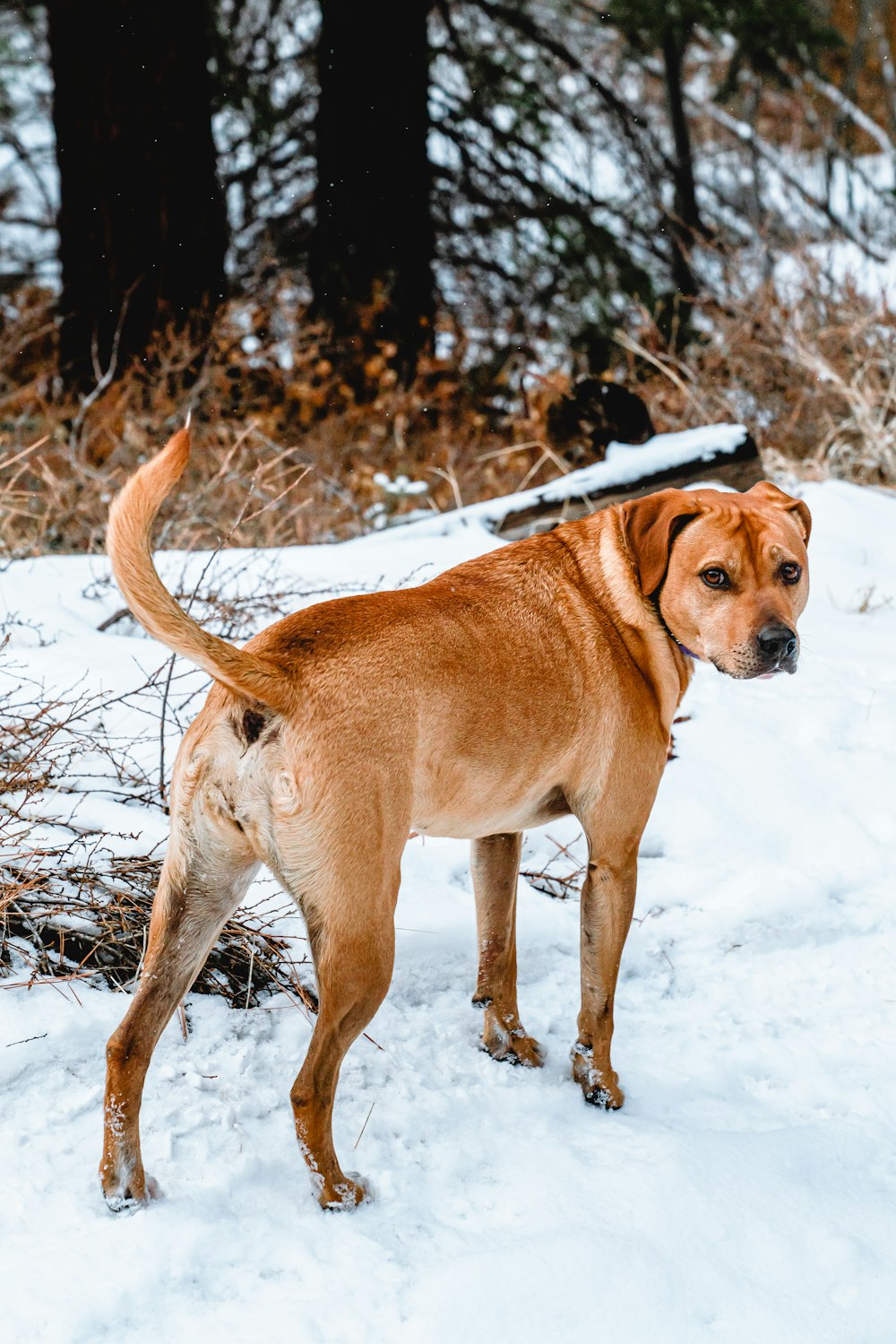 brown short coated dog on snow covered ground during daytime