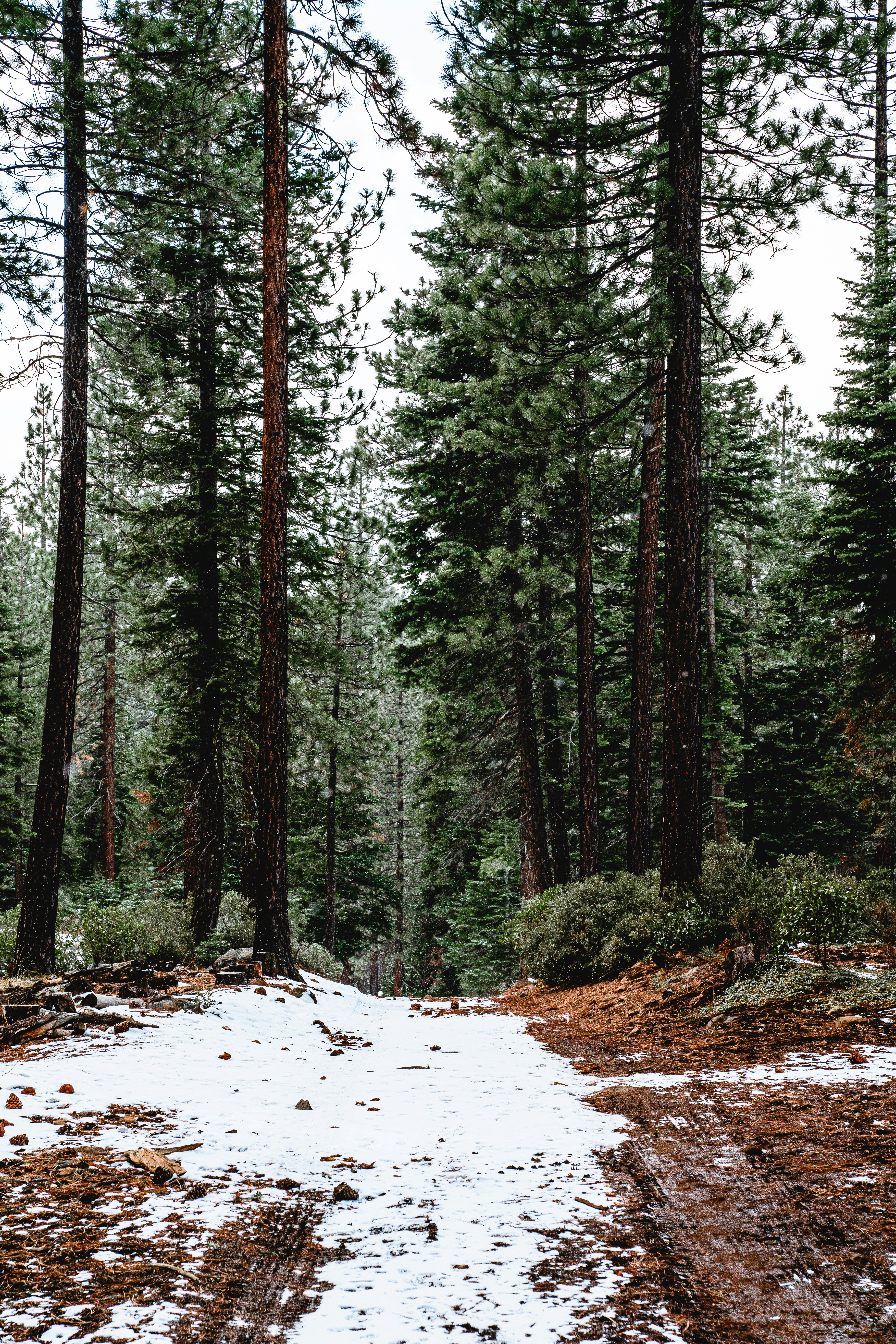 green trees on snow covered ground during daytime