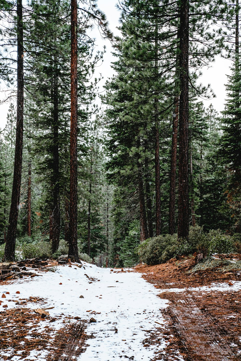 green trees on snow covered ground during daytime