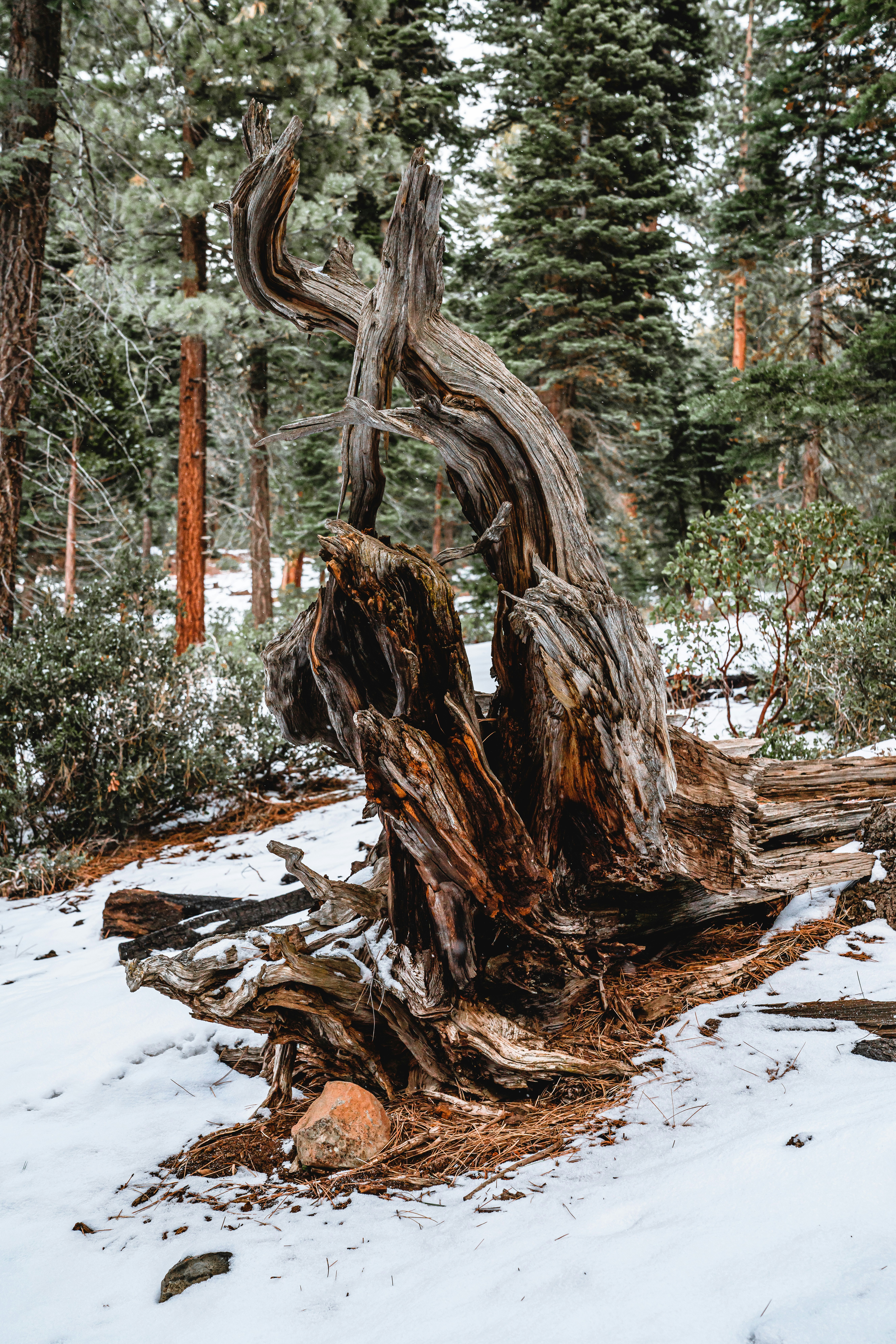 brauner Baumstamm auf schneebedecktem Boden