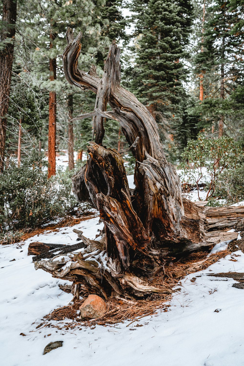 brown tree trunk on snow covered ground