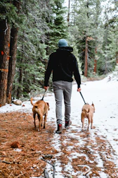 Volunteers walking happy dogs along snowy trails in northern Wisconsin.