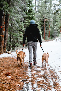 Volunteers walking happy dogs along snowy trails in northern Wisconsin.