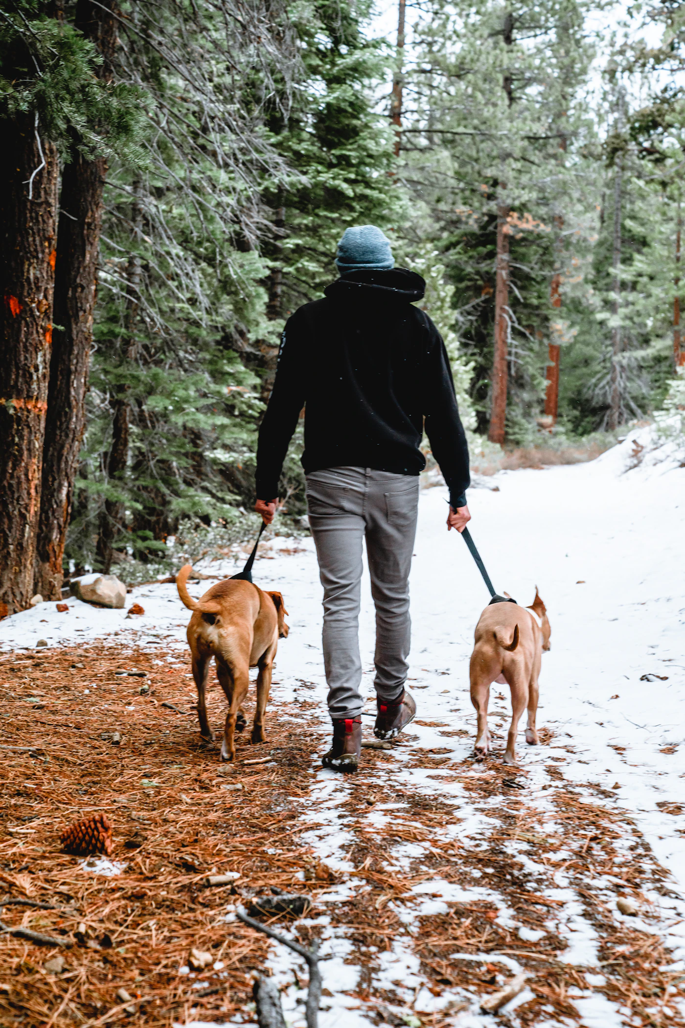 A person in a dark winter jacket walks a brown dog along snow-covered ground on a cold day