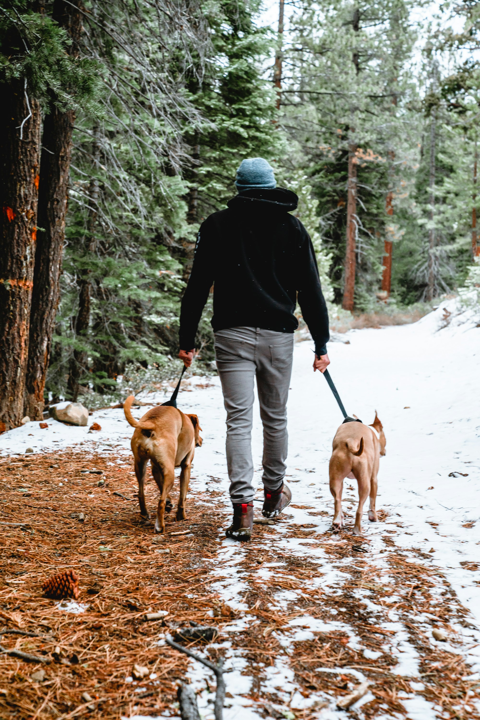 Person walking two dogs on a hiking trail in a snow covered Tahoe forest.