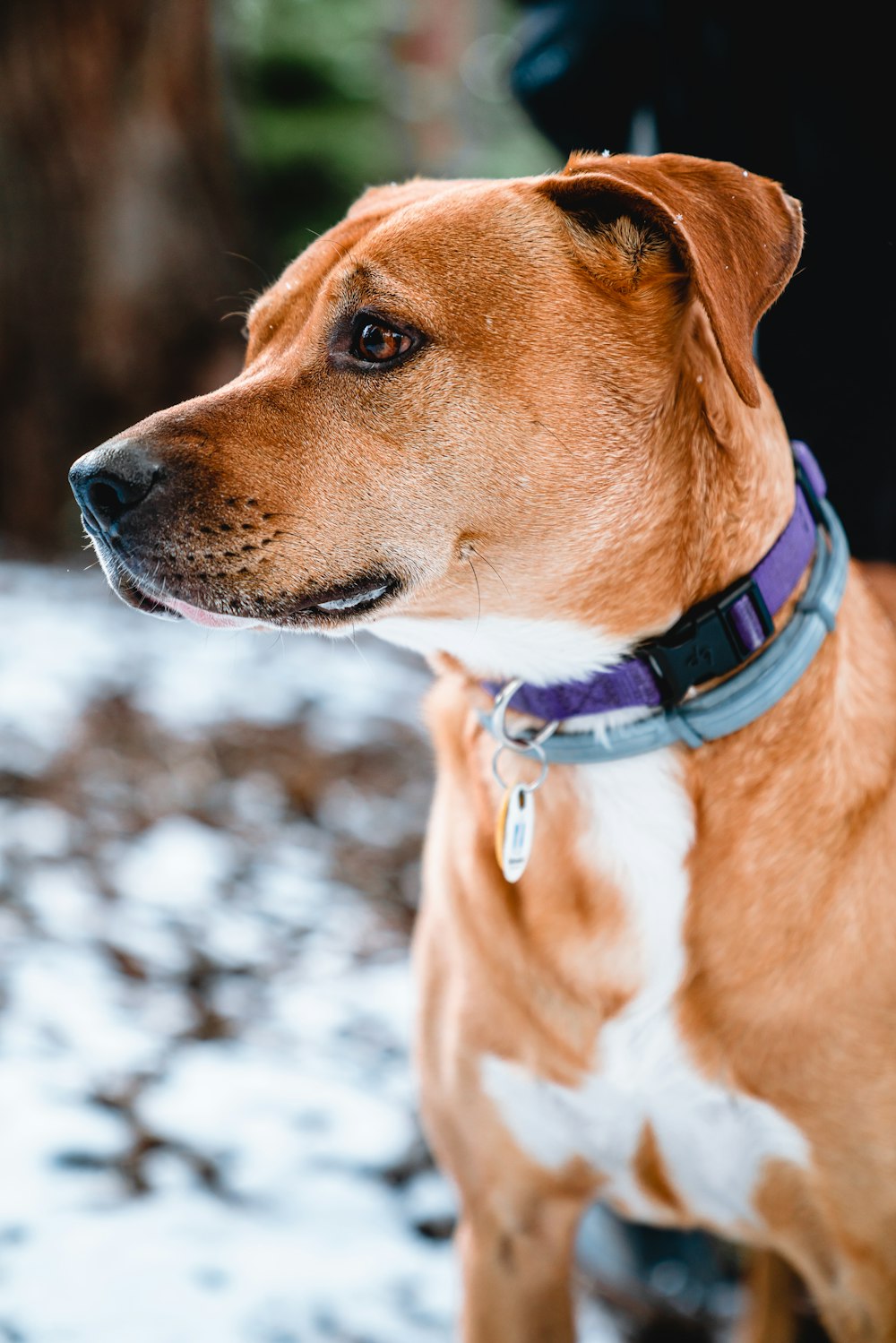 braun-weißer kurzhaariger Hund mit blauem Halsband