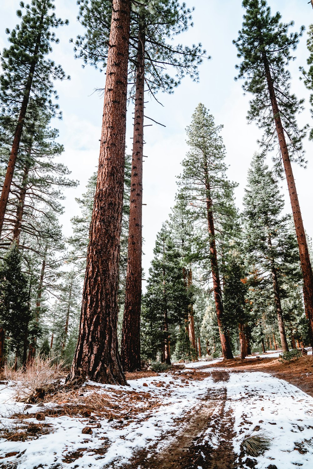 brown trees on snow covered ground during daytime