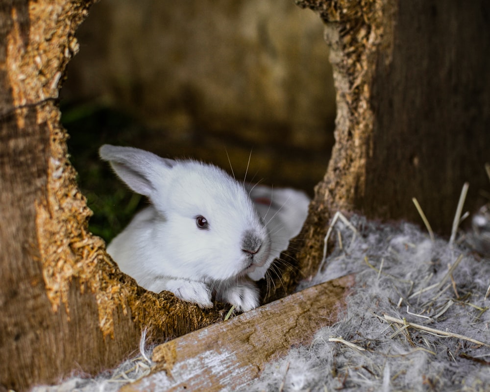conejo blanco en nido marrón