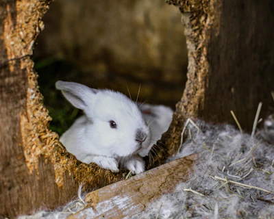 white rabbit on brown nest