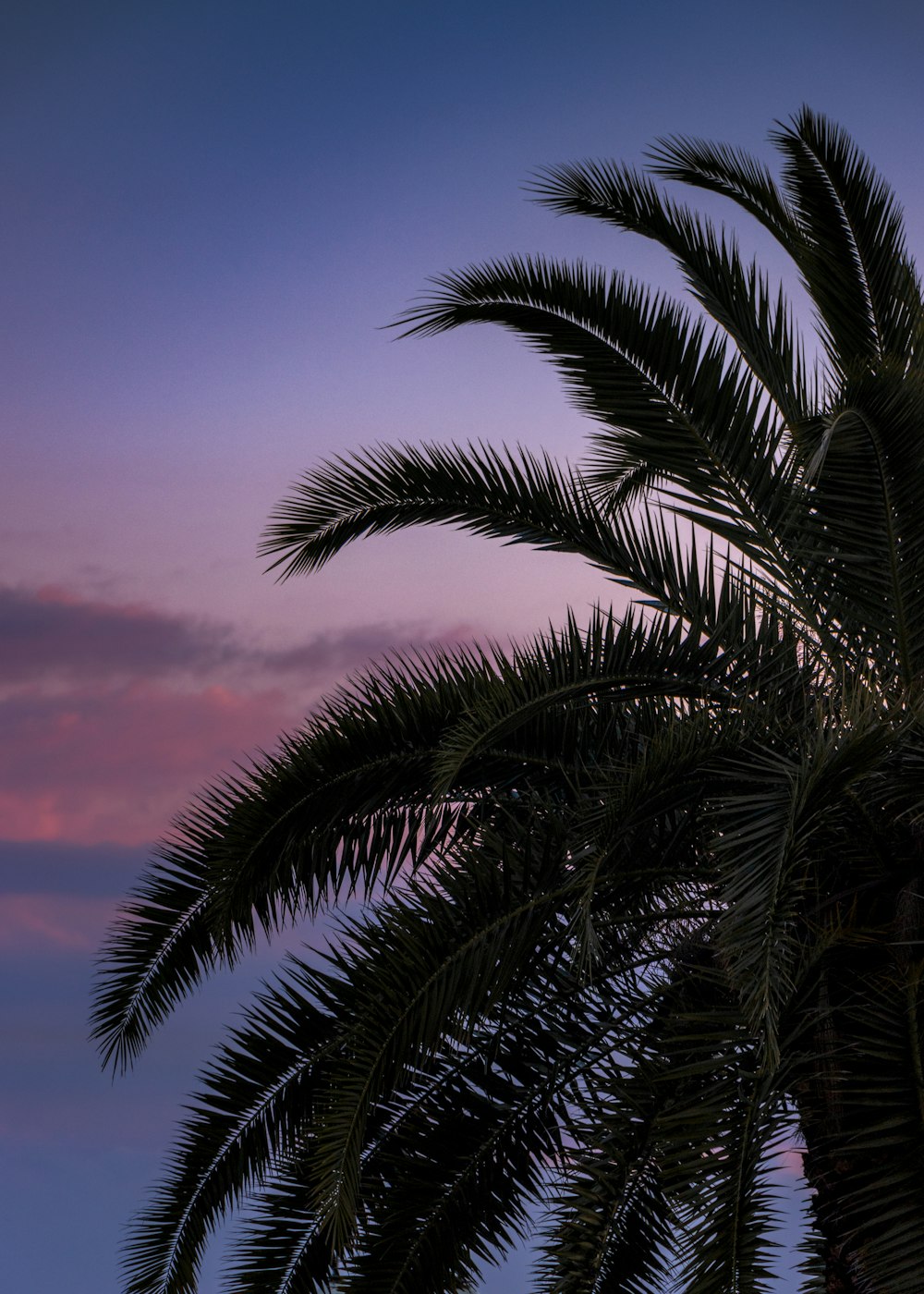 green palm tree under blue sky during daytime