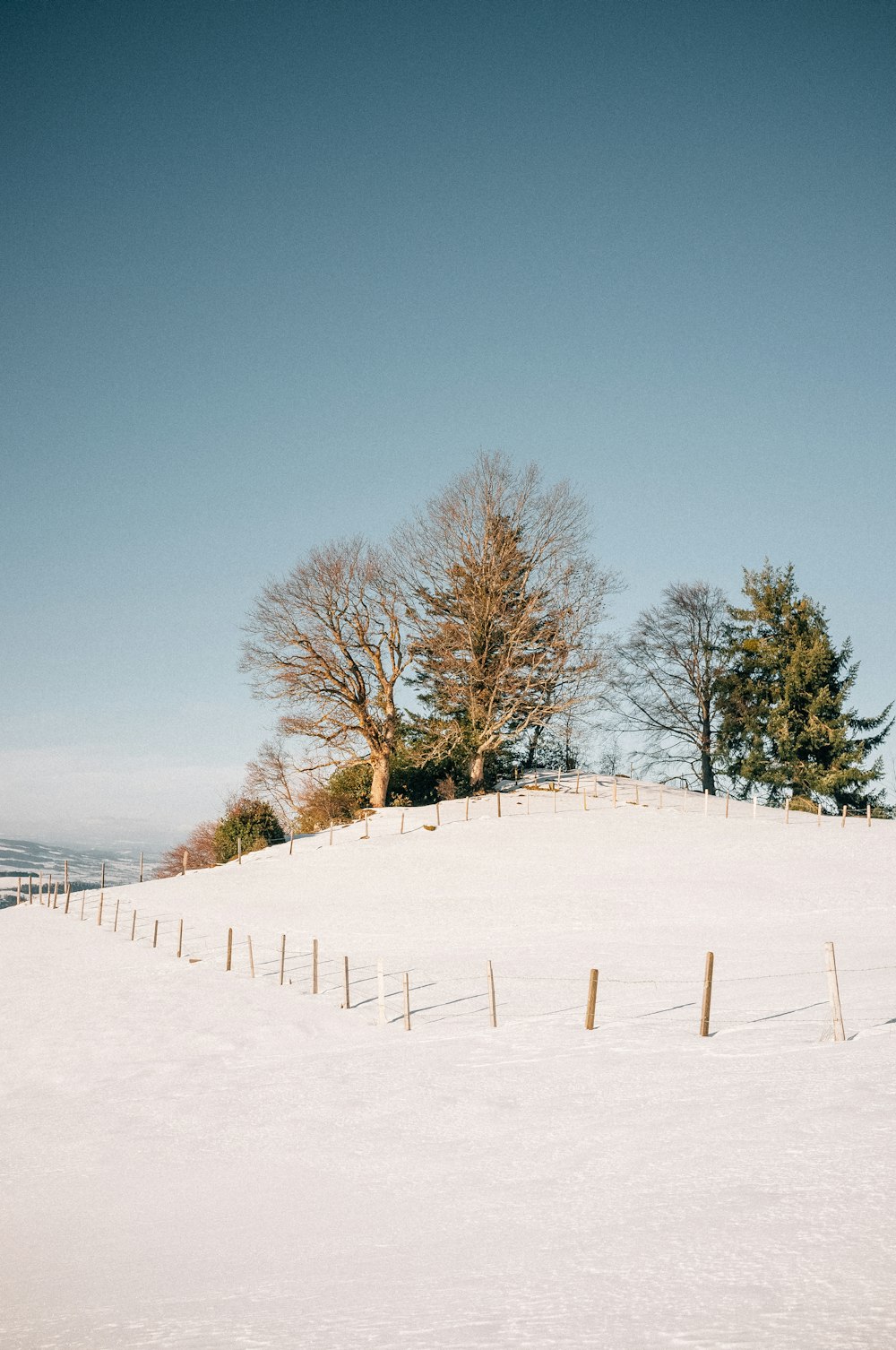 bare trees on snow covered ground under blue sky during daytime