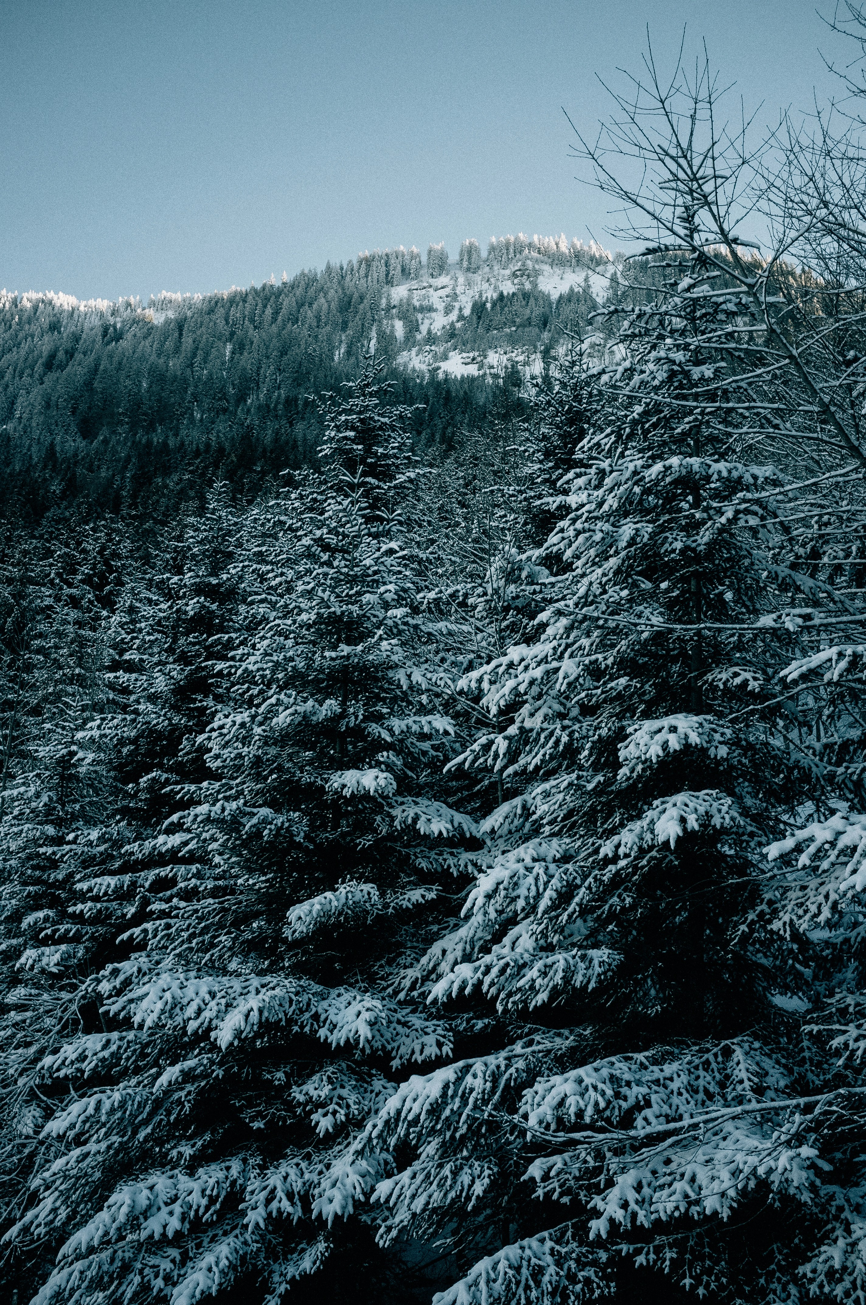 Photo by corina_rainer_