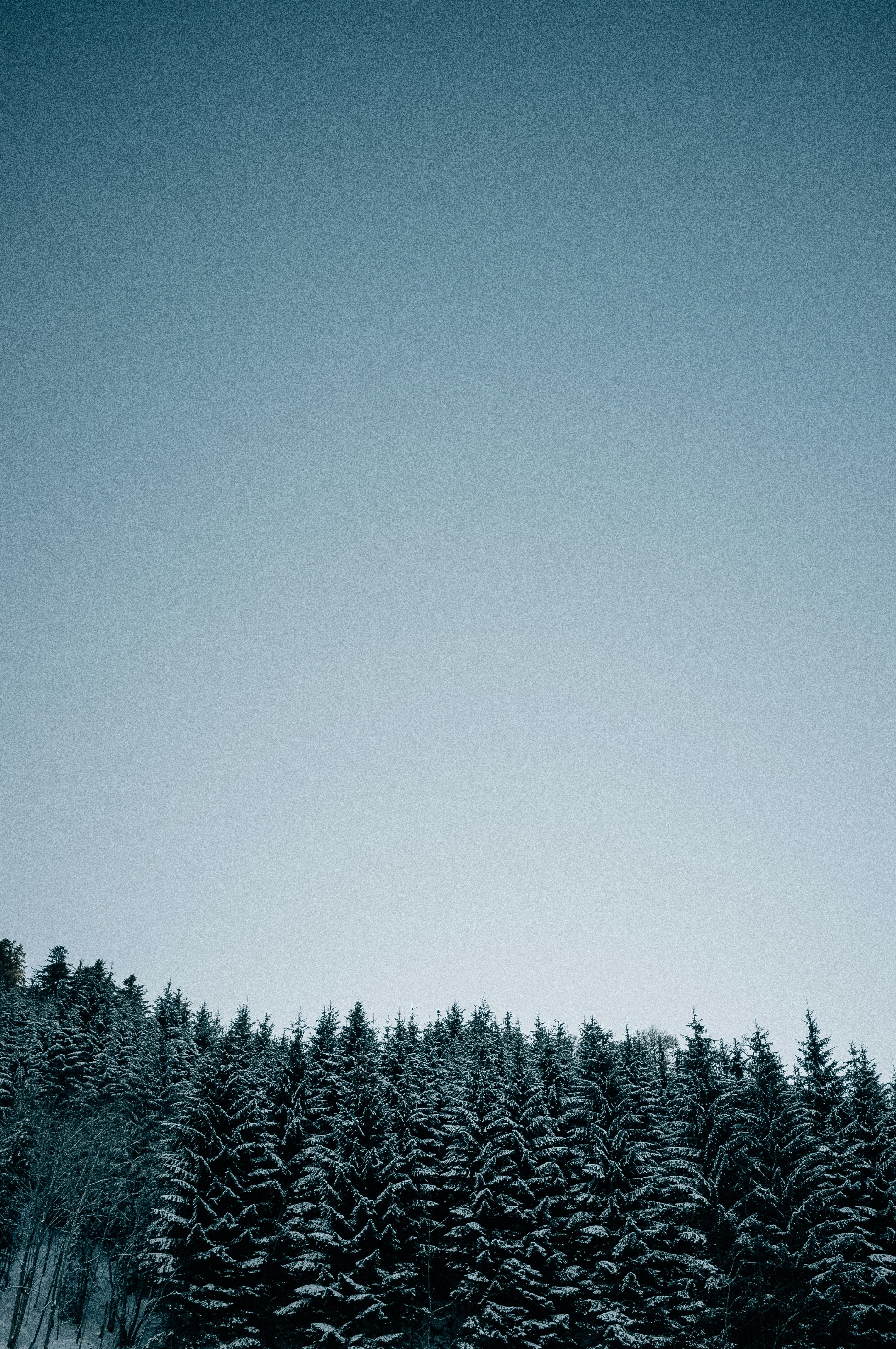 Photo by corina_rainer_