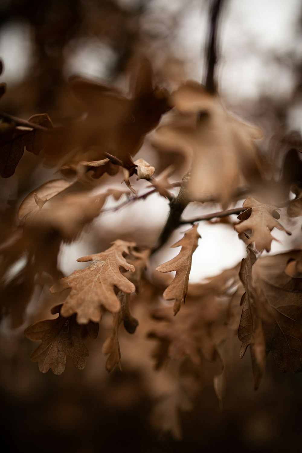 brown dried leaves in tilt shift lens