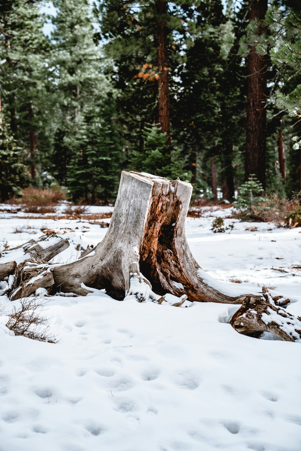 brown tree trunk covered with snow