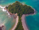 aerial view of green trees near body of water during daytime