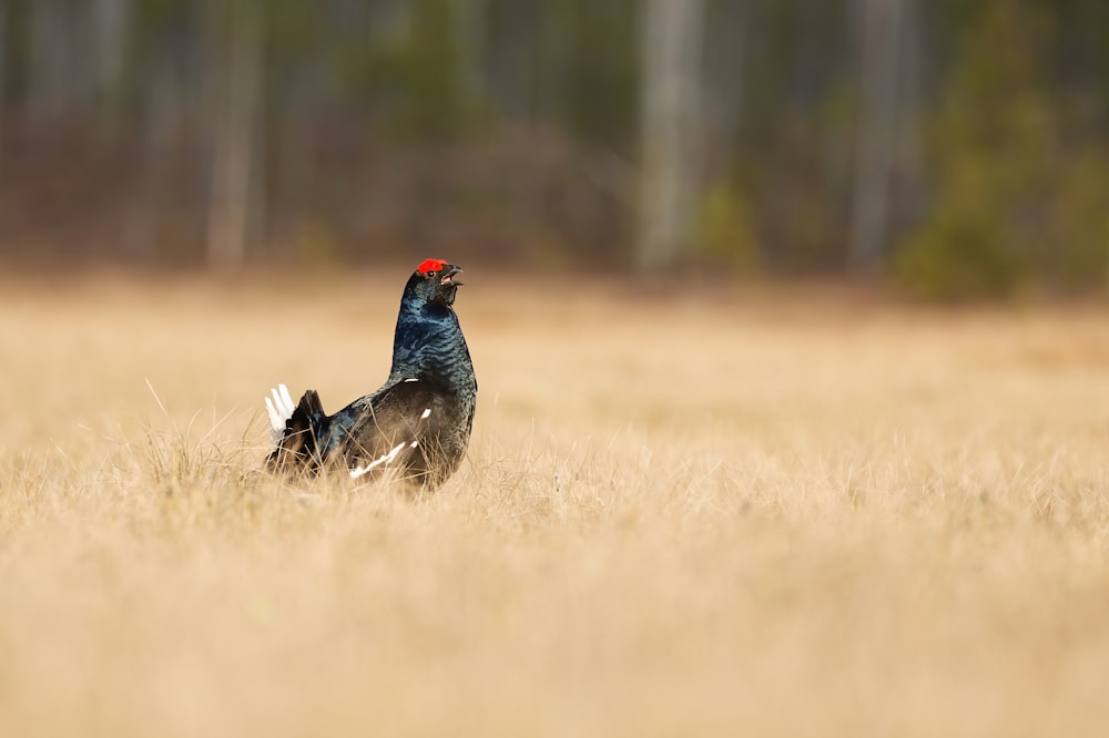 black and red bird on brown grass field during daytime